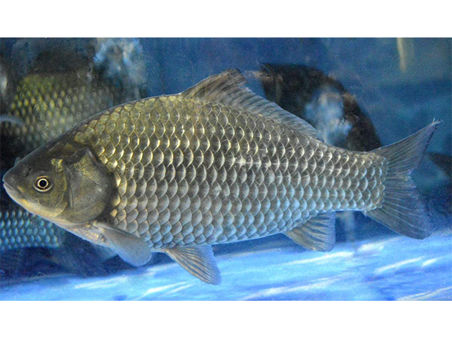 新鮮活魚(yú)配送